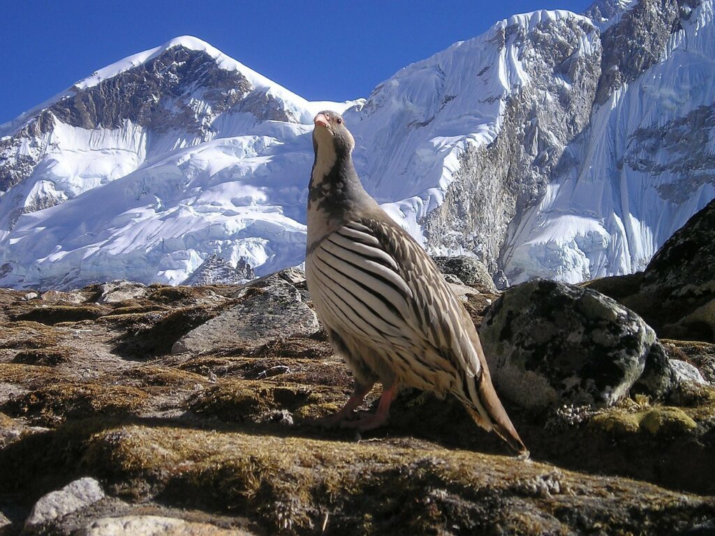 Bird Watching in Sikkim
